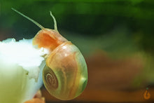 Lade das Bild in den Galerie-Viewer, Rosa / Pinke Posthornschnecke | PHS Pink | Helisoma cf.anceps
