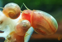 Lade das Bild in den Galerie-Viewer, Rosa / Pinke Posthornschnecken | PHS Pink | Helisoma cf.anceps