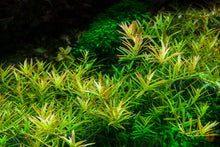 Lade das Bild in den Galerie-Viewer, Rotala sp. "H’ra" / "Gia Lai" | In Vitro Wasserpflanze im Aquarium