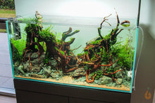 Lade das Bild in den Galerie-Viewer, Rotala sp. "H’ra" / "Gia Lai" | Aquascaping Aquarium