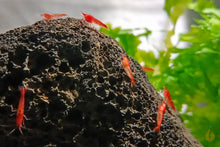 Lade das Bild in den Galerie-Viewer, Rote Hawaii Garnelen | Brackwassergarnelen | Halocaridina rubras - Im Brackwasseraquarium