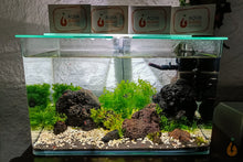 Lade das Bild in den Galerie-Viewer, Rote Hawaii Garnele | Brackwassergarnele | Halocaridina rubra - Zuchtaquarium