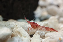 Lade das Bild in den Galerie-Viewer, Rote Hawaii Garnele | Brackwassergarnele | Halocaridina rubra - Im Salzwasser Aquarium