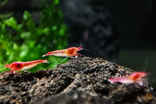 Lade das Bild in den Galerie-Viewer, Rote Hawaii Garnelen | Brackwassergarnele | Halocaridina rubra - Im Meerwasser Aquarium