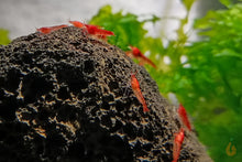 Lade das Bild in den Galerie-Viewer, Rote Hawaii Garnelen | Brackwassergarnelen | Halocaridina rubra - Rarität