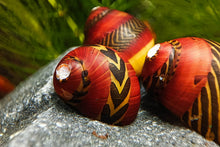 Lade das Bild in den Galerie-Viewer, Rote Rennschnecke / Napfschnecke | Vittina waigiensis im Nano Cube Aquarium