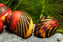 Lade das Bild in den Galerie-Viewer, Rote Rennschnecke / Napfschnecke | Vittina waigiensis im Aquascape Aquarium