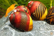 Lade das Bild in den Galerie-Viewer, Rote Rennschnecke / Napfschnecke | Vittina waigiensis