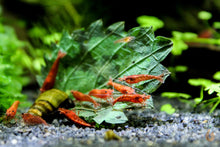 Lade das Bild in den Galerie-Viewer, Brennnessel Blätter getrocknet | Premium Qualität im Aquarium mit roten Sakura Garnelen