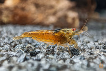Lade das Bild in den Galerie-Viewer, Rote Tüpfel Garnele | Caridina serrata - Im Aquascaping Aquarium