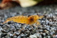 Lade das Bild in den Galerie-Viewer, Rote Tüpfel Garnelen | Caridina serrata