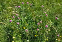 Lade das Bild in den Galerie-Viewer, Rotklee Blüten getrocknet | Premium Qualität