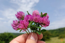 Lade das Bild in den Galerie-Viewer, Rotklee Blüten getrocknet | Premium Qualität