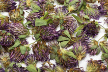 Lade das Bild in den Galerie-Viewer, Rotklee Blüten getrocknet | Premium Qualität