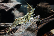 Lade das Bild in den Galerie-Viewer, Rotscherengarnele | Planarienfresser Garnele | Macrobrachium peguense frisst Planarien