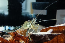 Lade das Bild in den Galerie-Viewer, Rotscherengarnele | Planarienfresser Garnele | Macrobrachium peguense mit Laub im Aquarium