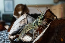 Lade das Bild in den Galerie-Viewer, Rotscherengarnele | Planarienfresser Garnele | Macrobrachium peguense im Natur Aquarium