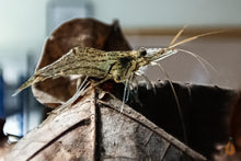 Lade das Bild in den Galerie-Viewer, Rotscherengarnele | Planarienfresser Garnele | Macrobrachium peguense im Aquascaping Aquarium