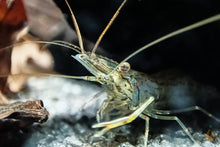 Lade das Bild in den Galerie-Viewer, Rotscherengarnele | Planarienfresser Garnele | Macrobrachium peguense frisst Planarie