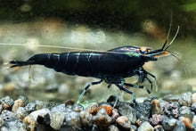 Lade das Bild in den Galerie-Viewer, Royal Blue Tiger OE Garnele | Royalblaue Tigergarnele | Caridina Mariae im Aquarium