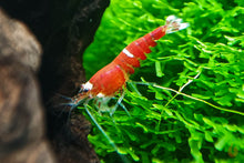 Lade das Bild in den Galerie-Viewer, Super Crystal Red Garnele | SCR | Caridina logemanni auf Korallenmoos