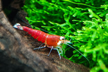 Lade das Bild in den Galerie-Viewer, Super Crystal Red Santa Garnele | Rote Santas | Caridina logemanni - Red Santa im Nano Aquarium