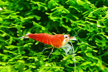 Lade das Bild in den Galerie-Viewer, Super Crystal Red Santa Garnele | Rote Santas | Caridina logemanni - Red Santa