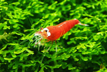 Lade das Bild in den Galerie-Viewer, Super Crystal Red Santa Garnele | Rote Santas | Caridina logemanni - Red Santa auf Korallenmoos