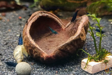 Lade das Bild in den Galerie-Viewer, Samenkapsel / Schote | Natürliche Deko / Futterschüssel im Aquarium