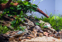 Lade das Bild in den Galerie-Viewer, Zwergspeerblatt | Anubias barteri nana | Aquascape mit Zwerggarnelen