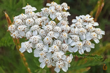 Lade das Bild in den Galerie-Viewer, Schafgarbe Blüten | Premium Qualität