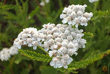 Lade das Bild in den Galerie-Viewer, Schafgarbe Blüten | Premium Qualität