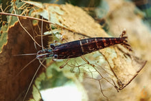 Lade das Bild in den Galerie-Viewer, Braune Schoko Sakura Garnele | Neocaridina davidi "Chocolate"