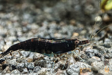 Lade das Bild in den Galerie-Viewer, Schwarze Sakura Garnele / Black Rose | Neocaridina davidi "Black Sakura"