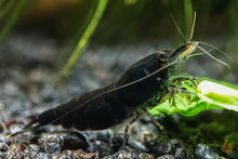 Lade das Bild in den Galerie-Viewer, Schwarze Sakura Garnele / Black Rose | Neocaridina davidi "Black Sakura"