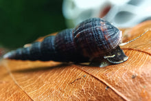 Lade das Bild in den Galerie-Viewer, Schwarze Turmdeckelschnecke | TDS schwarz | Melanoides maculata