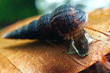 Lade das Bild in den Galerie-Viewer, Schwarze Turmdeckelschnecke | TDS schwarz | Melanoides maculata