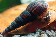 Lade das Bild in den Galerie-Viewer, Schwarze Turmdeckelschnecke | TDS schwarz | Melanoides maculata