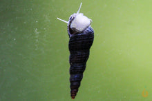 Lade das Bild in den Galerie-Viewer, Schwarze Turmdeckelschnecke | TDS schwarz | Melanoides maculata im Aquarium