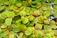 Lade das Bild in den Galerie-Viewer, Schwimmende Wolfsmilch | Phyllanthus fluitans | Schwimmpflanze