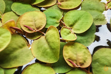 Lade das Bild in den Galerie-Viewer, Schwimmende Wolfsmilch | Phyllanthus fluitans | In Vitro Schwimmpflanze