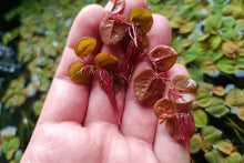 Lade das Bild in den Galerie-Viewer, Schwimmende Wolfsmilch | Phyllanthus fluitans | Schwimmpflanze Unterseite