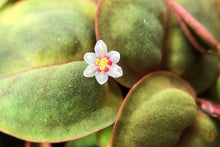 Lade das Bild in den Galerie-Viewer, Schwimmende Wolfsmilch | Phyllanthus fluitans | In Vitro Schwimmpflanze Blüte