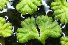 Lade das Bild in den Galerie-Viewer, Schwimmlebermoos - Ricciocarpos natans | Schwimmpflanze - Rarität