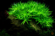 Lade das Bild in den Galerie-Viewer, Seegrasblättriges Trugkölbchen | Heteranthera zosterifolia | Wasserpflanze im Aquarium
