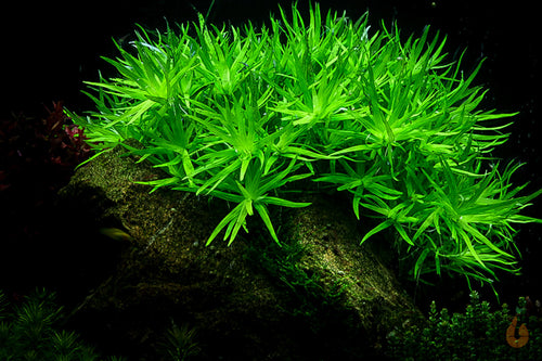 Seegrasblättriges Trugkölbchen | Heteranthera zosterifolia | Wasserpflanze im Aquarium