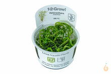 Lade das Bild in den Galerie-Viewer, Tropica - Seegrasblättriges Trugkölbchen | Heteranthera zosterifolia | In Vitro Aquariumpflanze