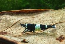 Lade das Bild in den Galerie-Viewer, Panda mini Garnele auf einem Seemandelbaumblätter / Catappa Blätter für das Aquarium