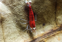 Lade das Bild in den Galerie-Viewer, Santa mini Garnele auf einem Seemandelbaumblätter / Catappa Blätter für das Aquarium