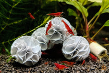 Lade das Bild in den Galerie-Viewer, 5er Set Baby Shrimp Shelter | Garnelen Unterschlupf mit Bloody Mary Garnelen im Aquarium